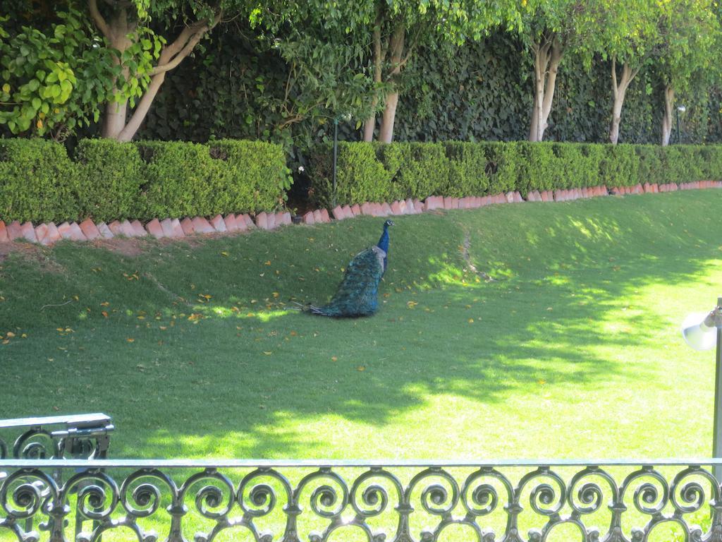 哈深达德拉诺里亚大酒店 阿瓜斯卡达特斯 外观 照片 Peacock at the residence